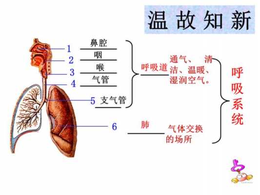 呼吸的过程教案PPT（呼吸的过程说课稿）-图3