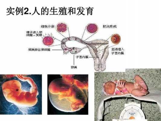人类的主要生殖过程（人类的主要生殖过程是什么）-图2
