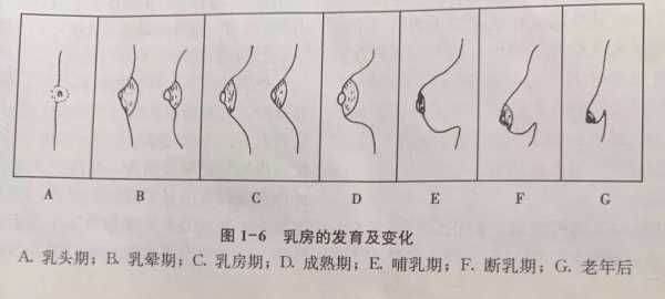 女生发育过程ppt（女生发育过程中乳房为什么会疼）-图2