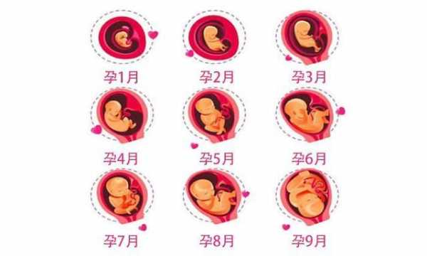 怀孕过程母体图（怀孕过程胎儿图 图解）-图1