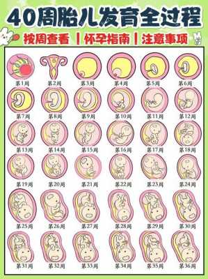 怀孕过程母体图（怀孕过程胎儿图 图解）-图3
