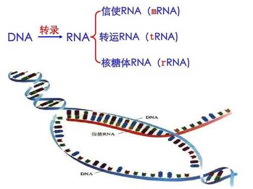 基因表达过程rrna（基因表达过程图解）-图2