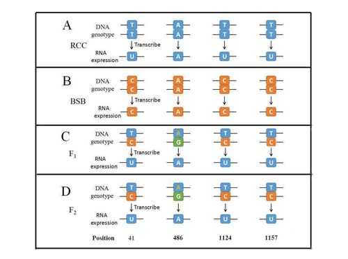 基因表达过程rrna（基因表达过程图解）-图1