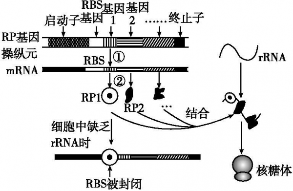 基因表达过程rrna（基因表达过程图解）-图3