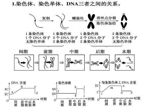 有丝分裂过程中染色单体的简单介绍-图1