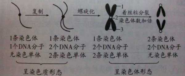有丝分裂过程中染色单体的简单介绍-图3