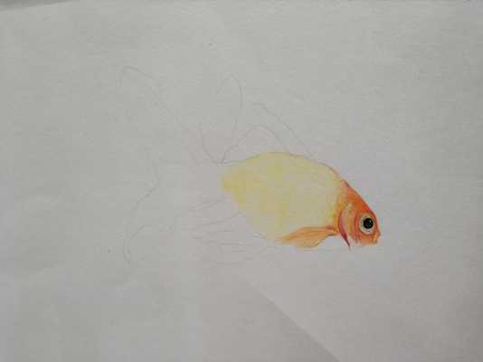 金鱼上色的过程（金鱼怎么上色好看）-图3