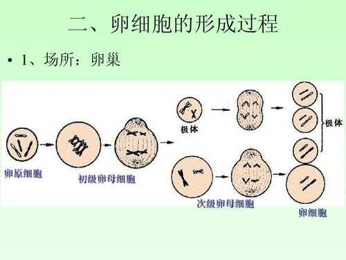 卵细胞形成过程填空（卵细胞的形成过程必修二）-图1