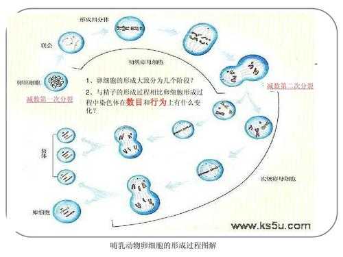 卵细胞形成过程填空（卵细胞的形成过程必修二）-图2