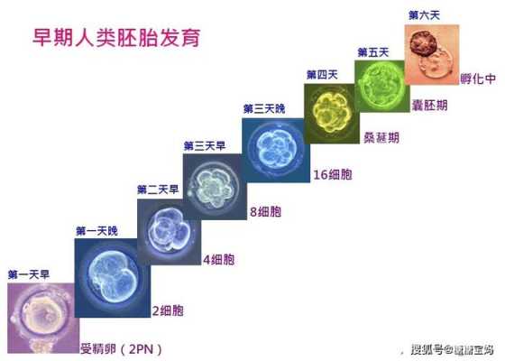 胚胎来源过程（胚胎的产生）-图1