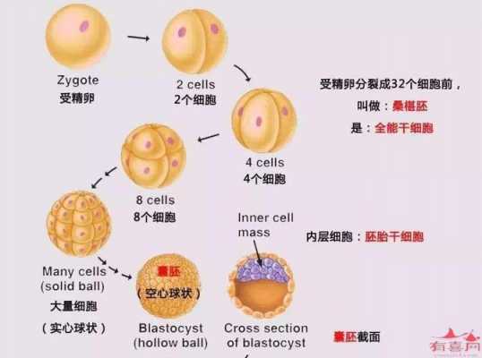 胚胎来源过程（胚胎的产生）-图3