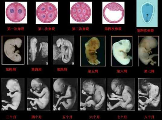 胚胎来源过程（胚胎的产生）-图2