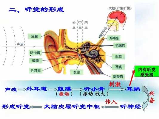 听觉形成的过程教案（听觉的形成过程简述）-图3