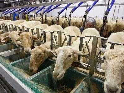 奶羊生产过程（奶羊生产过程图片）-图2