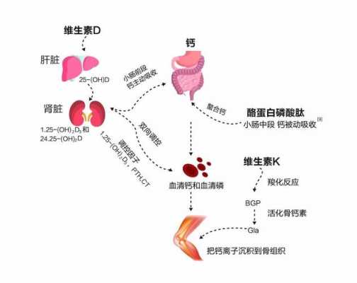钙吸收过程（钙吸收的原理）-图2