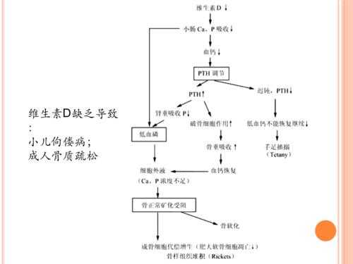 钙吸收过程（钙吸收的原理）-图1