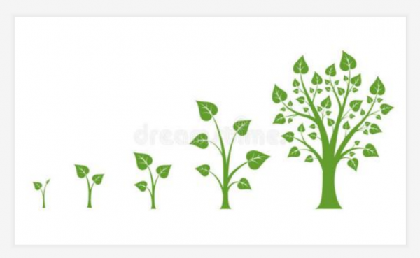小树成长过程图片（小树成长过程图片大全六张）-图3
