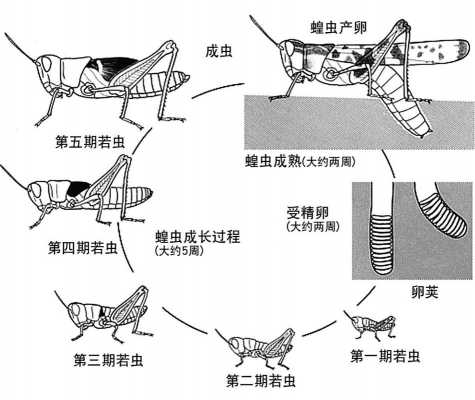 蝗虫的求偶繁殖过程（蝗虫如何繁殖后代）-图1