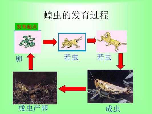 蝗虫的求偶繁殖过程（蝗虫如何繁殖后代）-图2