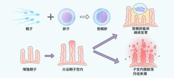 试管胚胎着床过程（试管婴儿胚胎着床的过程）-图1
