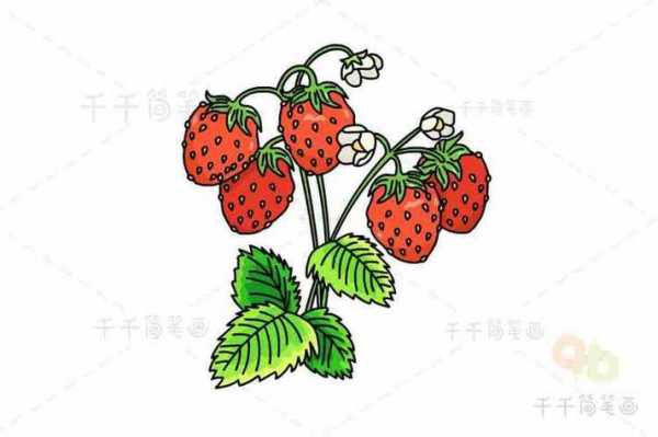 草莓的生长过程简笔画（草莓的生长过程简笔画）-图3