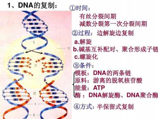 DNA修复过程（DNA修复过程中需要DNA聚合酶 DNA连接酶共同参与）-图2