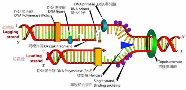 DNA修复过程（DNA修复过程中需要DNA聚合酶 DNA连接酶共同参与）-图3