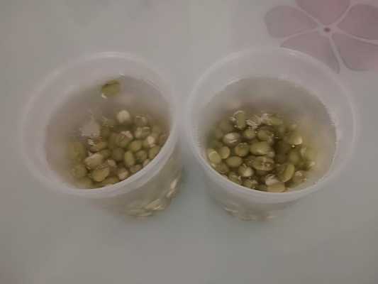绿豆实验的过程（做绿豆实验）-图3