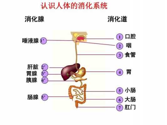 根据下列人体消化过程（人体的消化过程是指）-图3