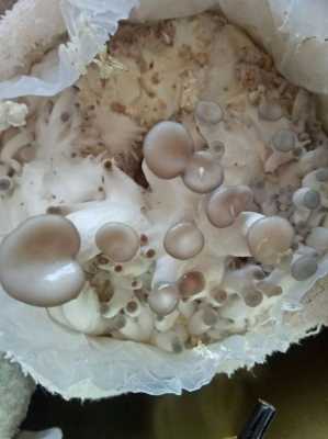 蘑菇成长过程（蘑菇成长过程日记）-图2
