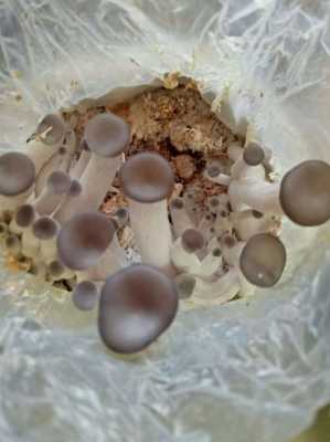 蘑菇成长过程（蘑菇成长过程日记）-图1