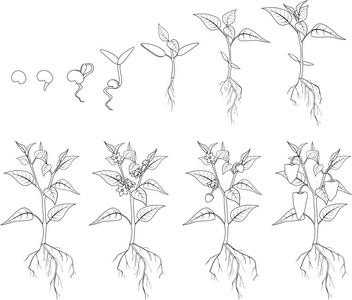 辣椒种子发芽过程作文（辣椒种子发芽过程简笔画）-图2