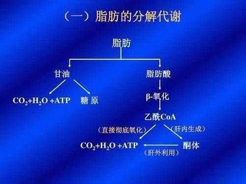 脂肪氧化的过程称为（脂肪氧化生成什么）-图2