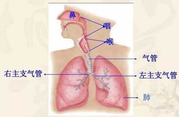 人体痰形成过程（人体痰的来源）-图1