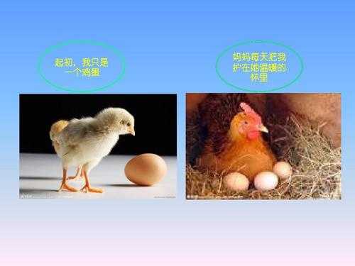 小鸡长大的过程课件（小鸡的成长ppt）-图1