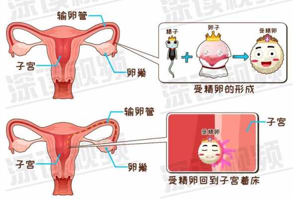 子宫卵巢受孕过程（子宫卵巢受孕过程视频）-图2