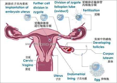 子宫卵巢受孕过程（子宫卵巢受孕过程视频）-图1