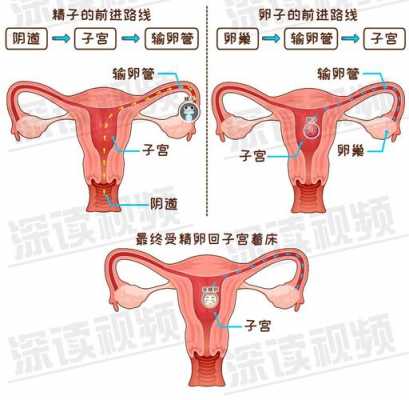 子宫卵巢受孕过程（子宫卵巢受孕过程视频）-图3