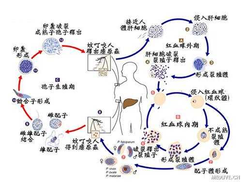 疟原虫致病过程（疟原虫致病机制）-图1