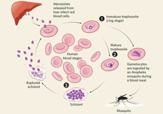 疟原虫致病过程（疟原虫致病机制）-图2