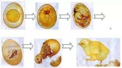 孵小鸡20天过程（孵小鸡21天流程）-图3