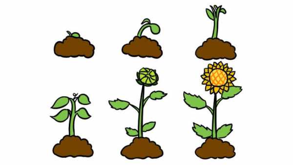 植物生长过程步骤（植物生长过程步骤简笔画）-图3