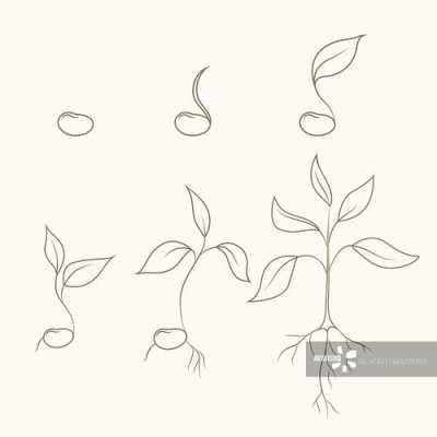 植物生长过程步骤（植物生长过程步骤简笔画）-图2