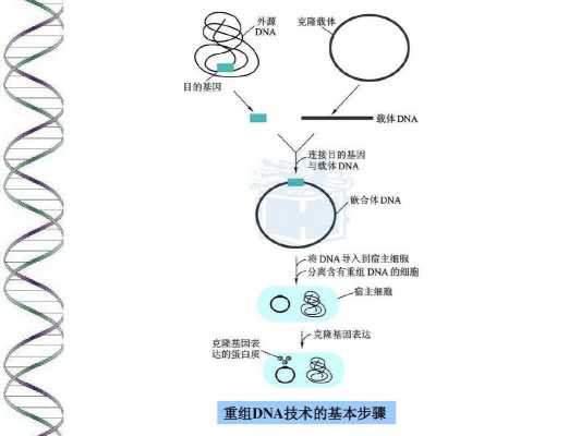 重组dna技术的基本过程（重组DNA技术的基本过程包括pcr反应吗）-图1