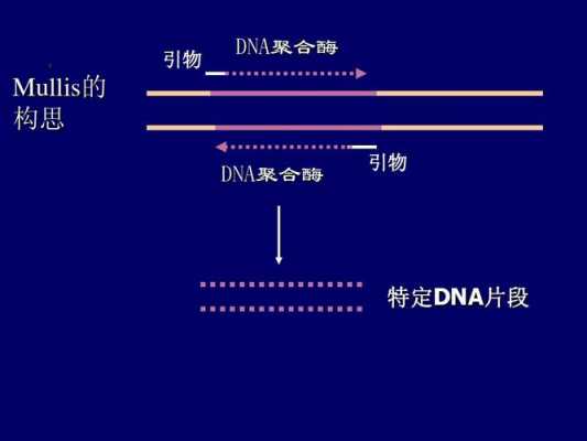 重组dna技术的基本过程（重组DNA技术的基本过程包括pcr反应吗）-图3