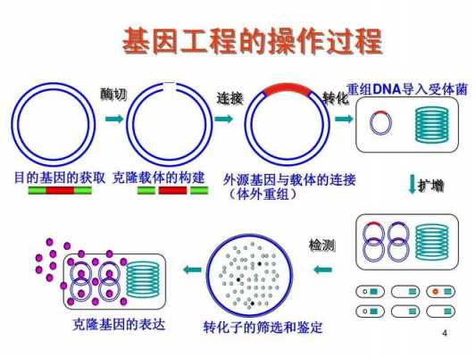 重组dna技术的基本过程（重组DNA技术的基本过程包括pcr反应吗）-图2