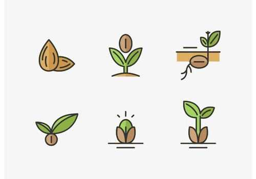 种子成长过程动画（种子成长过程动画图片）-图3