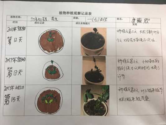 植物生长的过程研究（植物的生长过程总结）-图1