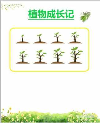 植物生长的过程研究（植物的生长过程总结）-图2