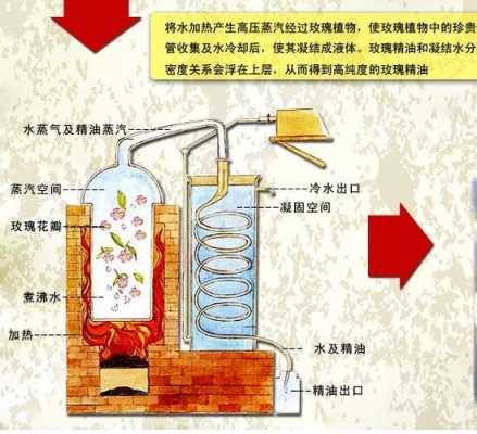 玫瑰精油制取过程（玫瑰精油制取过程图）-图3